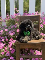 AKC Parker, a male Poodle - Toy  for sale in Mayfield, KY – 7 of 10