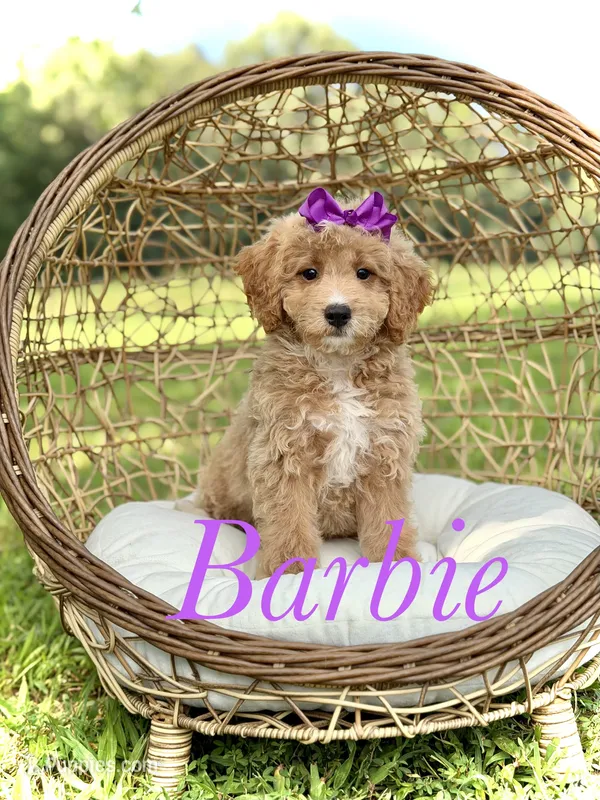 Barbie – Miniature Goldendoodle puppy for sale in Mayfield, KY