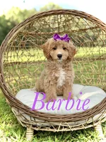 Barbie, a female Miniature Goldendoodle for sale in Mayfield, KY – 1 of 10