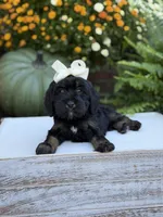 F1 Sasha, a female Cavapoo for sale in Mayfield, KY – 8 of 10
