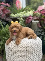 Patty, a female Miniature Goldendoodle for sale in Mayfield, KY – 6 of 10