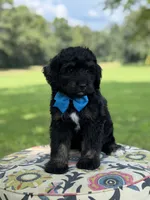 F1 Tyler, a male Bernedoodle for sale in Mayfield, KY – 3 of 9