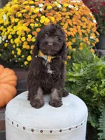 Charlie, a male Cockapoo for sale in Mayfield, KY – 2 of 10