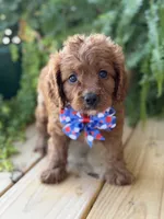F1 Clark, a male Cavapoo for sale in Mayfield, KY – 10 of 10