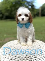 Dawson, a male Cavapoo for sale in Mayfield, KY – 7 of 10