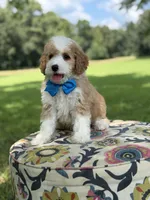 F1B Laken, a male Cavapoo for sale in Mayfield, KY – 4 of 10