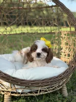 F1 Chloe, a female Cavapoo for sale in Mayfield, KY – 8 of 10