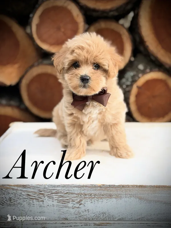 Archer – Maltipoo puppy for sale in Mayfield, KY