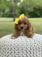 Allison, a female Miniature Goldendoodle for sale in Mayfield, KY – 6 of 10