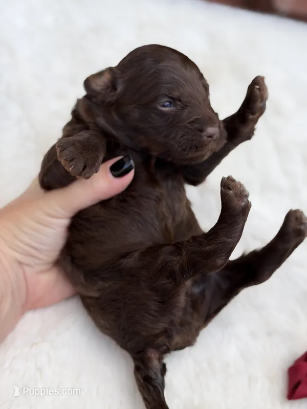Burgundy bow  – Miniature Bernedoodle puppy for sale in Mayfield, KY