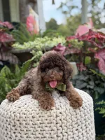 Apollo, a male Cavapoo for sale in Mayfield, KY – 3 of 10