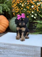 F1 Scarlett, a female Cavapoo for sale in Mayfield, KY – 5 of 10
