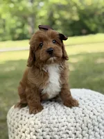 Adley, a female Miniature Goldendoodle for sale in Mayfield, KY – 3 of 10
