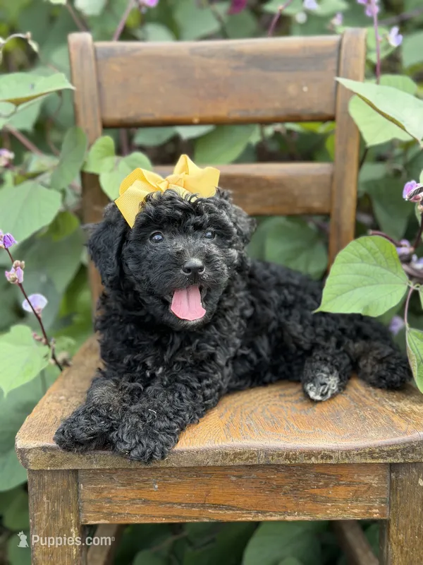 Jasmine – Miniature Bernedoodle puppy for sale in Mayfield, KY