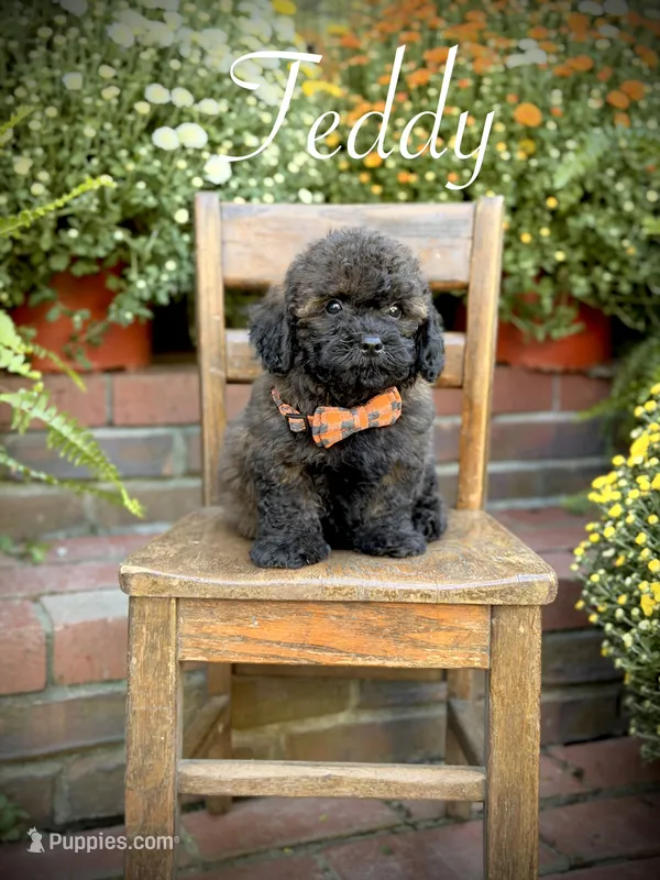Teddy – Shihpoo puppy for sale in Mayfield, KY