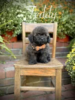 Teddy, a male Shihpoo for sale in Mayfield, KY – 1 of 10