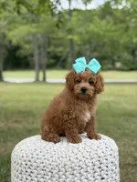 Aurora, a female Miniature Goldendoodle for sale in Mayfield, KY – 7 of 10