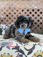 ALC Prince, a male Poodle - Toy  for sale in Mayfield, KY – 10 of 10