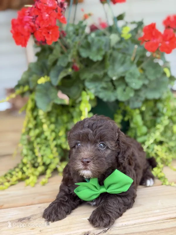 Chocolate M – Havapoo puppy for sale in Mayfield, KY