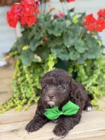 Chocolate M, a male Havapoo for sale in Mayfield, KY – 1 of 9