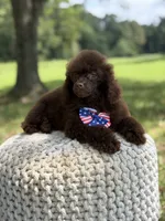 AKC Higgins, a male Poodle - Miniature  for sale in Mayfield, KY – 7 of 10