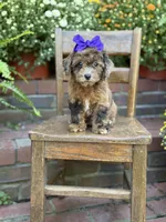Tinsley, a female Shihpoo for sale in Mayfield, KY – 3 of 10
