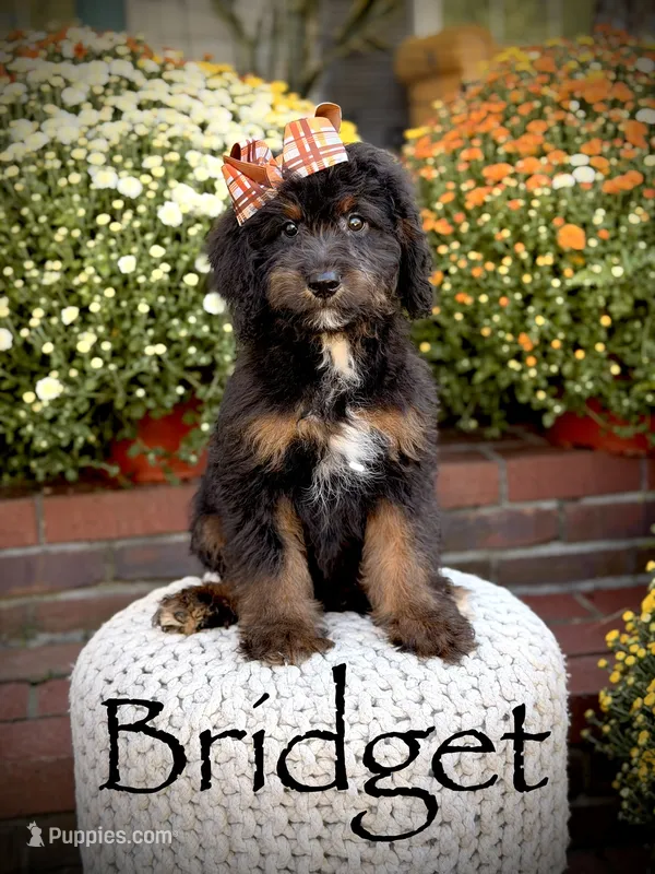 F1B Bridget – Bernedoodle puppy for sale in Mayfield, KY