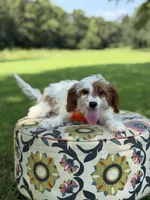Denim, a male Cavapoo for sale in Mayfield, KY – 2 of 6
