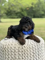 Bentley, a male Miniature Goldendoodle for sale in Mayfield, KY – 3 of 10