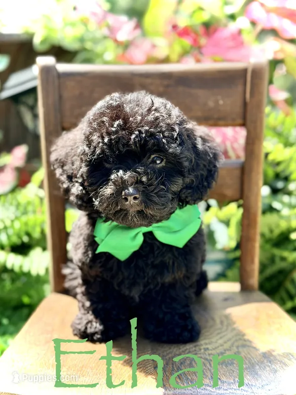 Ethan – Miniature Bernedoodle puppy for sale in Mayfield, KY
