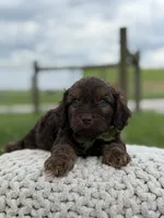 Hank, a male Cavapoo for sale in Mayfield, KY – 2 of 10