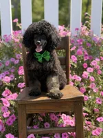 AKC Parker, a male Poodle - Toy  for sale in Mayfield, KY – 9 of 10