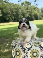 Uncle Sam , a male Miniature Bernedoodle for sale in Mayfield, KY – 8 of 10