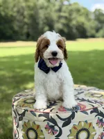 F1B Landon, a male Cavapoo for sale in Mayfield, KY – 4 of 10