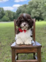F1B Titan, a male Cavapoo for sale in Mayfield, KY – 2 of 10
