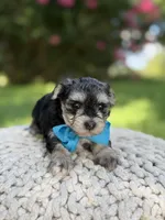 F1B Tucker, a male Maltipoo for sale in Mayfield, KY – 2 of 9