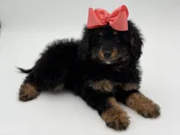 F1BB Demi, a female Miniature Bernedoodle for sale in Mayfield, KY – Photo 10 of 10