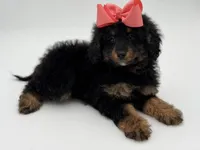 F1BB Demi, a female Miniature Bernedoodle for sale in Mayfield, KY – Photo 9 of 10