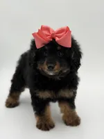 F1BB Demi, a female Miniature Bernedoodle for sale in Mayfield, KY – Photo 2 of 10