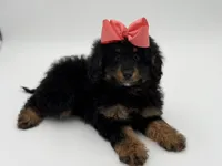 F1BB Demi, a female Miniature Bernedoodle for sale in Mayfield, KY – Photo 6 of 10