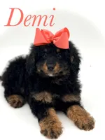 F1BB Demi, a female Miniature Bernedoodle for sale in Mayfield, KY – Photo 1 of 10