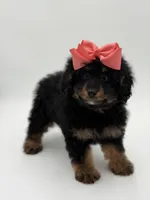 F1BB Demi, a female Miniature Bernedoodle for sale in Mayfield, KY – Photo 3 of 10
