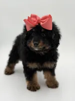 F1BB Demi, a female Miniature Bernedoodle for sale in Mayfield, KY – Photo 5 of 10