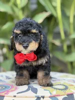 Evan, a male Miniature Bernedoodle for sale in Mayfield, KY – 1 of 10