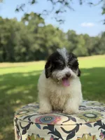 Uncle Sam , a male Miniature Bernedoodle for sale in Mayfield, KY – 4 of 10