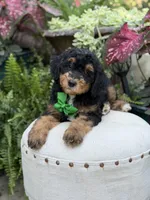 F1B Blake, a male Bernedoodle for sale in Mayfield, KY – 8 of 10