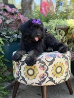 F1 Trinity, a female Bernedoodle for sale in Mayfield, KY – 6 of 10
