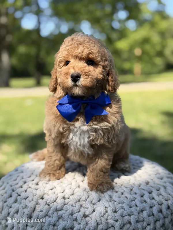 Bentley  – Cavapoo puppy for sale in Mayfield, KY