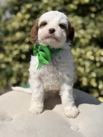 Dawson, a male Cavapoo for sale in Mayfield, KY – 8 of 10