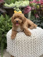 Patty, a female Miniature Goldendoodle for sale in Mayfield, KY – 7 of 10